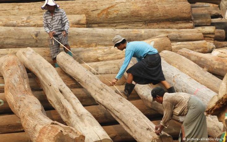 Myanmar might allow exports of raw timber produced in plantations