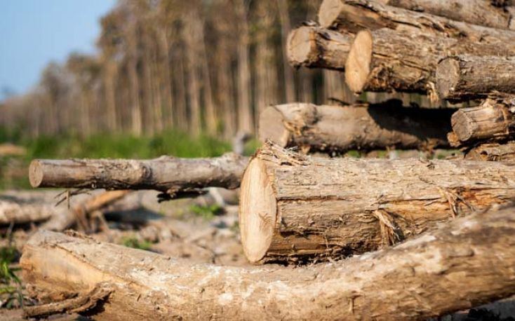 India: Latest prices for teak, plywood and sawnwood