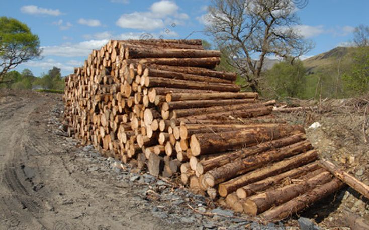 Sweden: Sawlog prices increased by 14% in 2022
