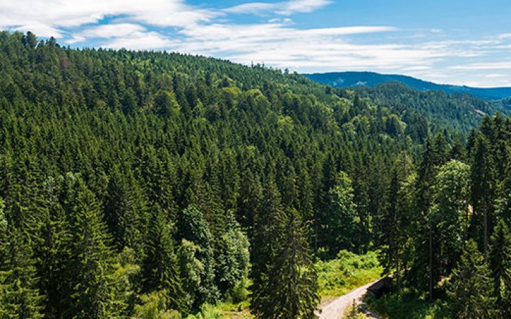 Masisa sells forest assets in Chile
