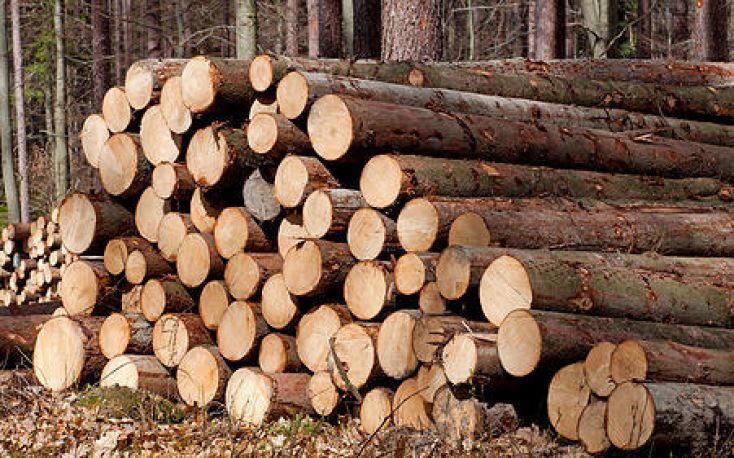 Estonian roundwood prices fell sharply in Q4/2022