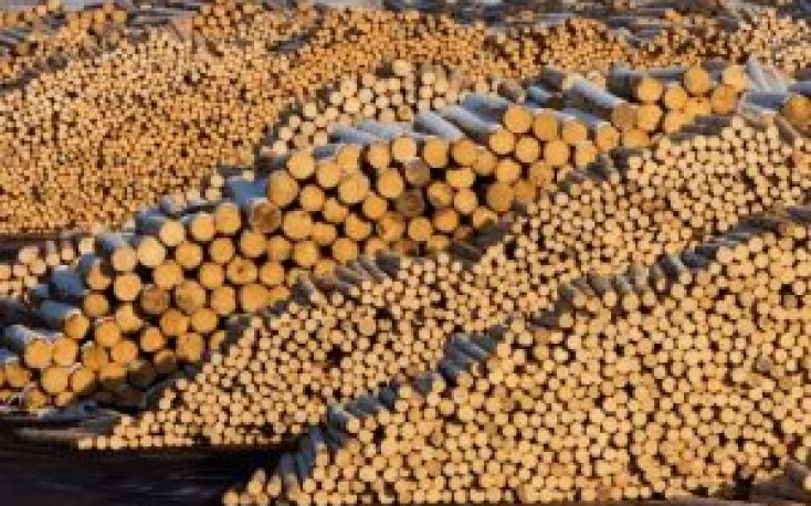 2023 expected to be one of the most difficult years for the Czech forest industry