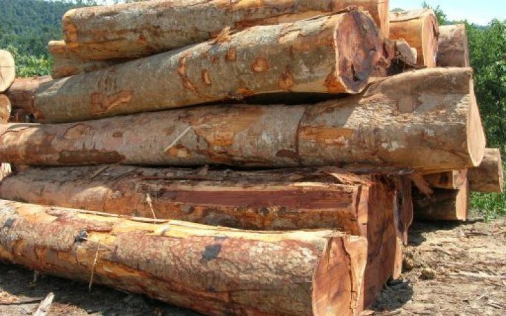 Rising prices for Sarawak logs