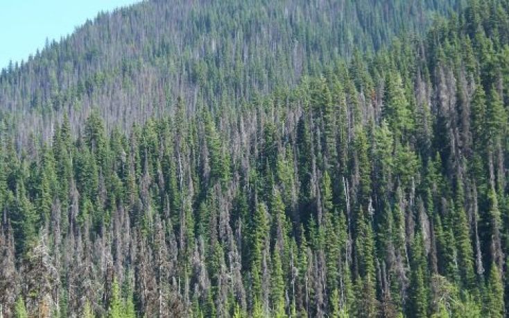 Bark beetle crisis without precedent in Europe