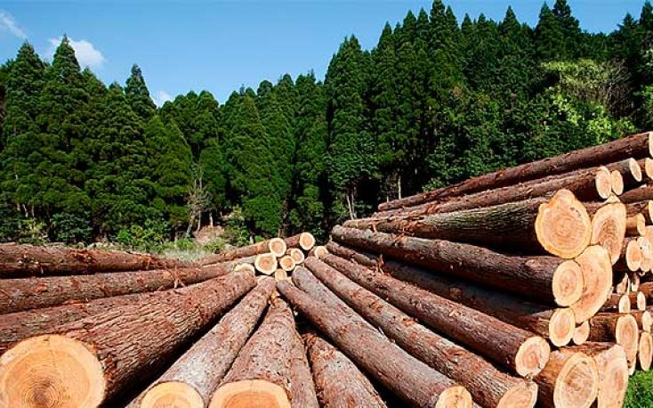 Timber supply for 2020 and 2021 under threat in Ireland