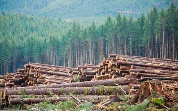Crisis in BC forestry industry deepening
