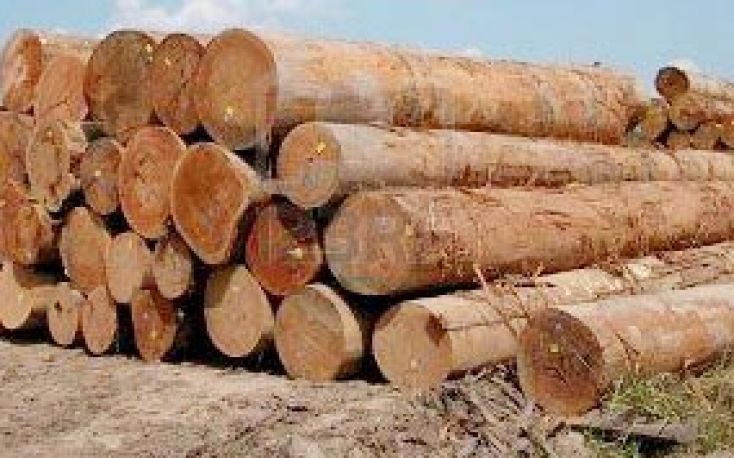 Government of Sarawak stops timber licensing