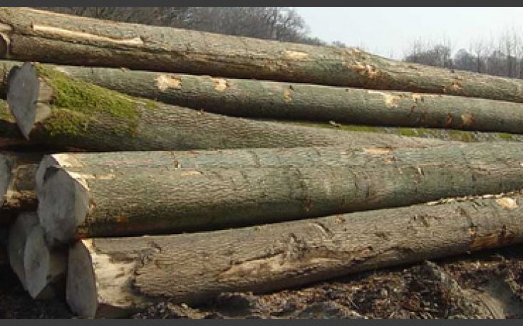 Timber market in Romania has to improve competition