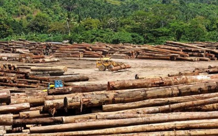 Many plywood mills in Malaysia and Indonesia stop production due to logs supply shortage