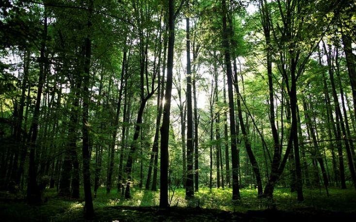 Global wood industry market predictions for 2018