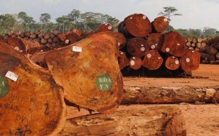 African timber export prices remain stable in most markets