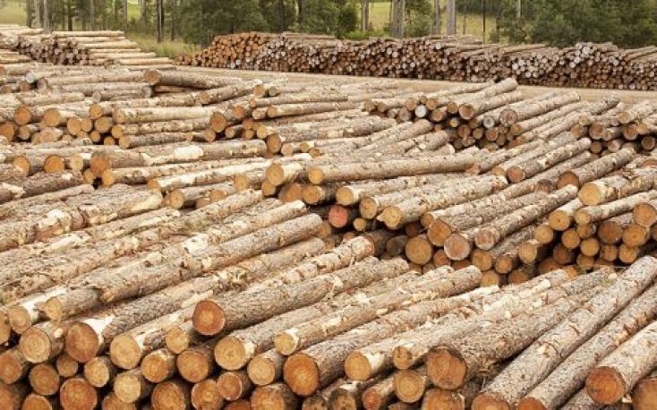 Export prices for New Zealand’s logs start to fall
