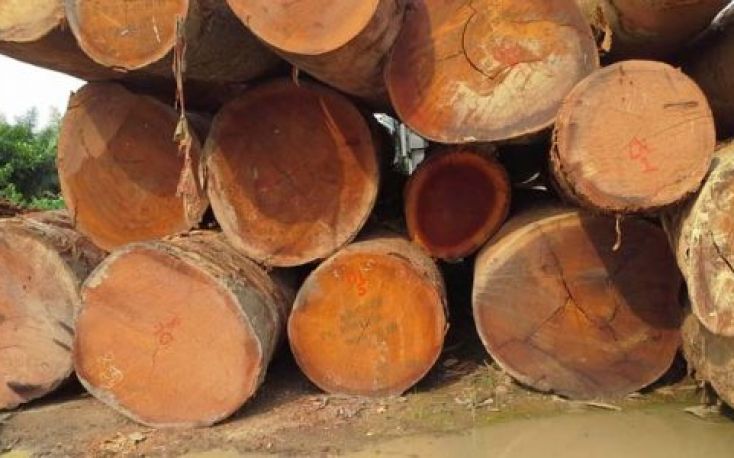 Investigation of padauk export from Congo to EU impacts prices