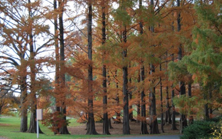 China: Redwood imports on the rise