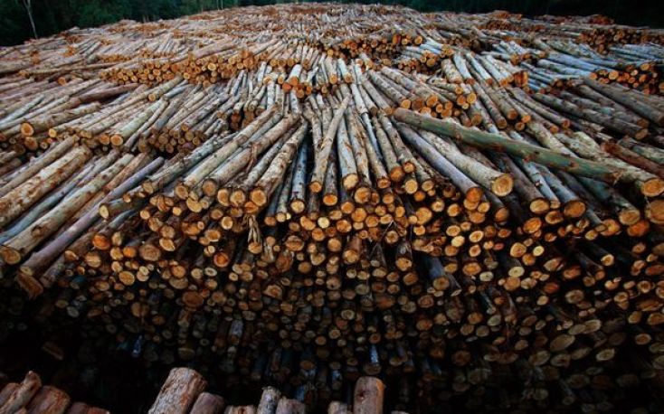 New rules for US hardwood logs exports to the European Union