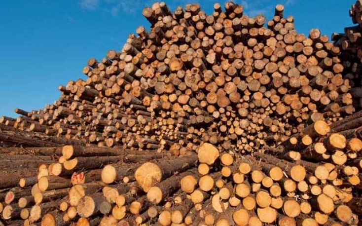 Lenzing and Duratex to build giant pulp mill in Brazil