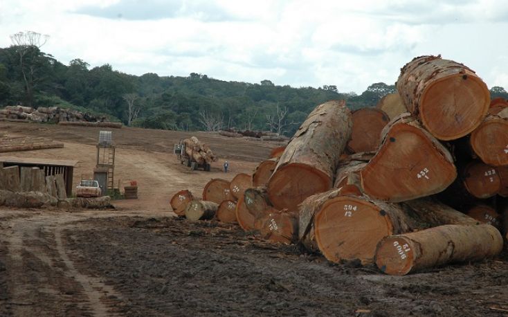 All forest concessions in Gabon to be FSC certified
