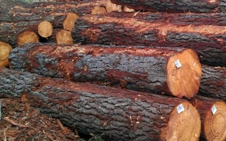 New Zealand radiata pine logs prices go up in May