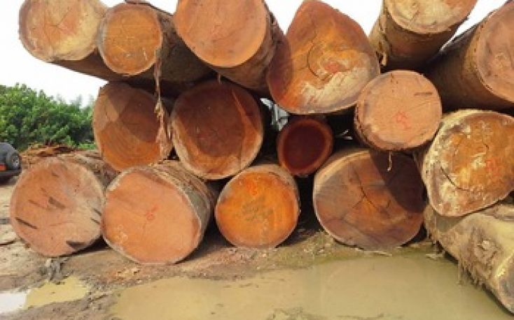 Major structural change is underway in the African timber industry