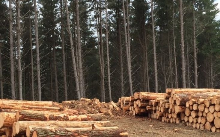 Czech Republic drastically reduces logging as the bark beetle calamity retreats