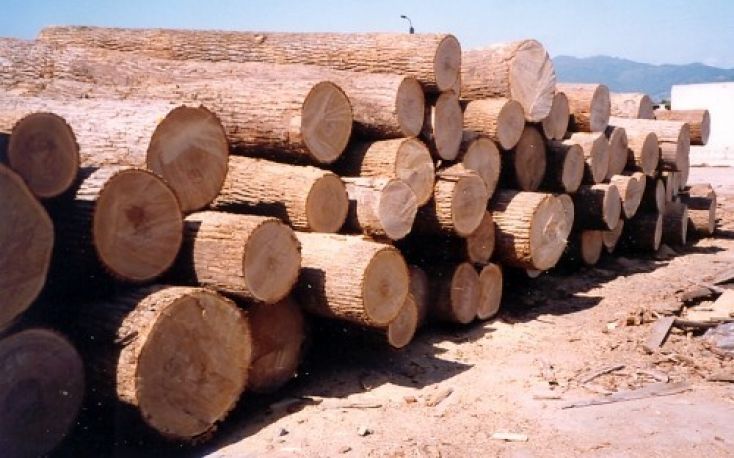 Russia: Sveza plans to set up its own logging company