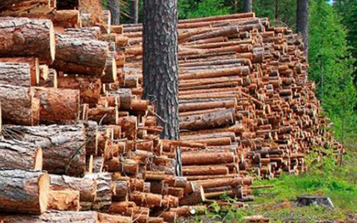 Finland: Wood market situation looks promising as the demand for domestic wood is high
