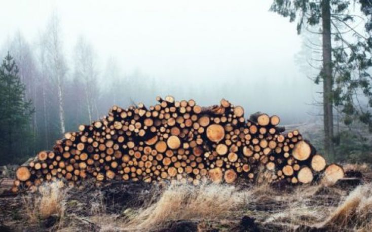 Estonian roundwood prices pick up in March