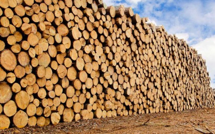 Estonia: The price of logs expected to rise further this autumn