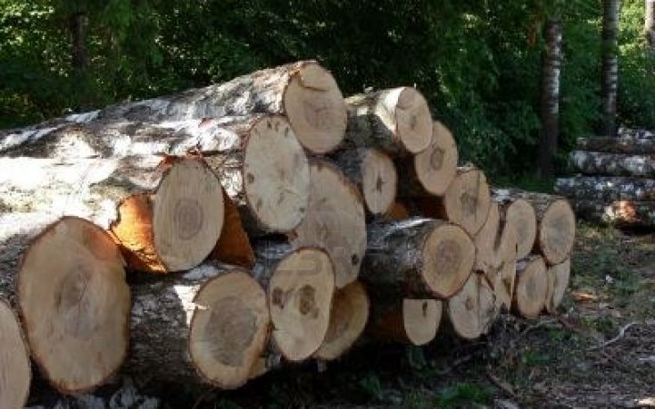Russian loggers are experiencing additional difficulties with the sale of sawlogs